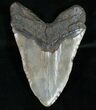 Huge Megalodon Tooth - South Carolina #10793-2